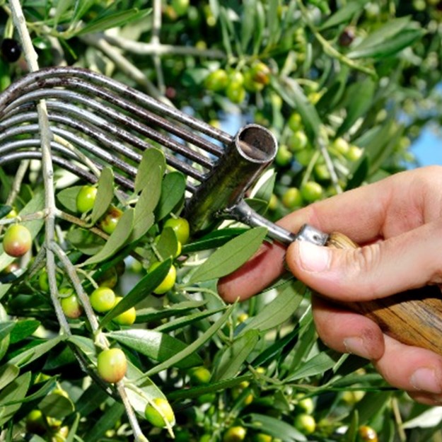 olivenhøst